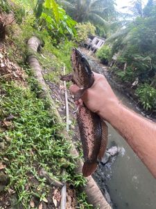 Snakehead