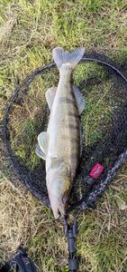 Zander