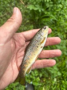 Brown Trout