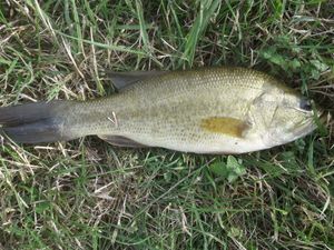 Largemouth Bass