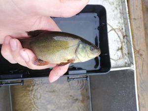 Tench