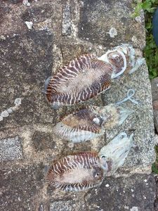 Common Cuttlefish