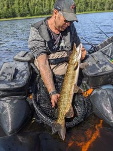 Northern Pike