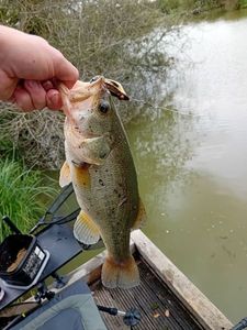 Largemouth Bass