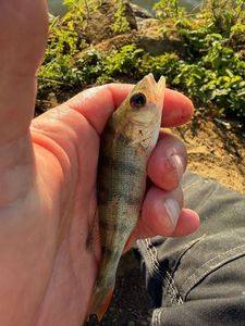European Perch