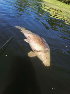 Common Carp
