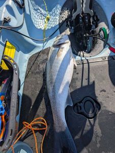 European Bass (Seabass)