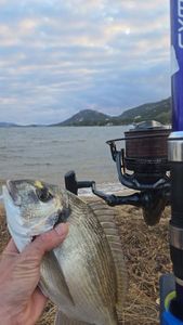 Gilthead Seabream
