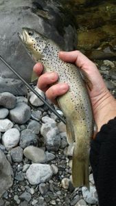 Brown Trout