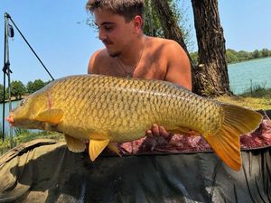 Common Carp