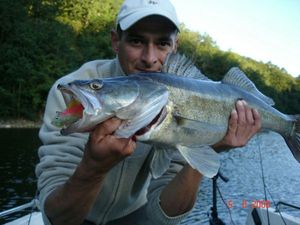 Zander