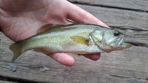Largemouth Bass