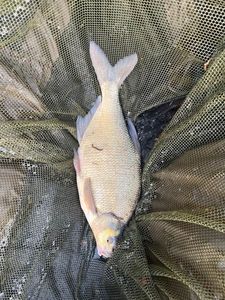 Common Bream