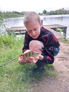 European Perch