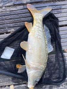 Mirror Carp