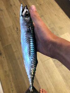 Mackerel