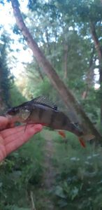 European Perch