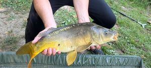Mirror Carp