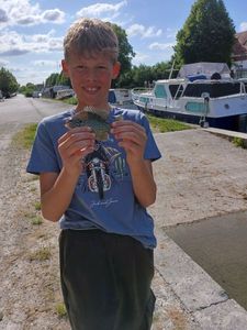 Green Sunfish