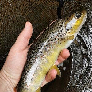 Brown Trout