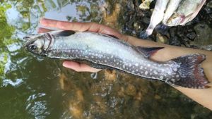 Grayling