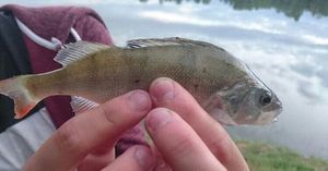 European Perch