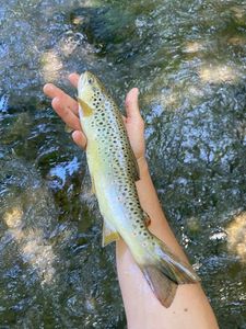 Brown Trout