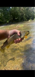 Brown Trout