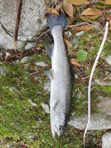 Rainbow Trout