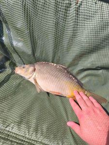 Mirror Carp