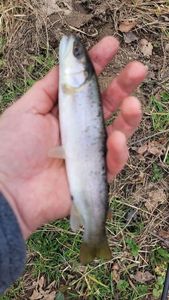 Sea Trout