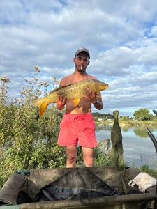 Common Carp