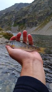 Brown Trout