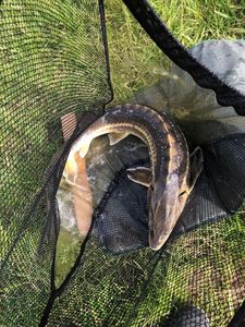 Sturgeon