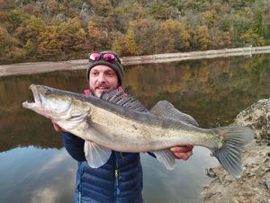 Zander
