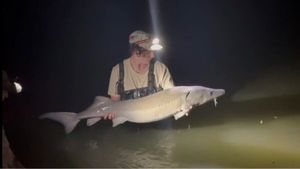 Sturgeon