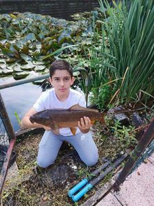 Mirror Carp