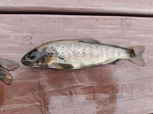 Brown Trout