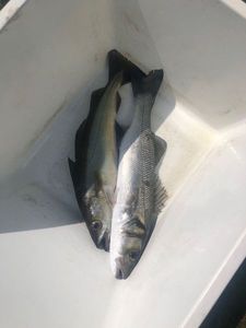 European Bass (Seabass)