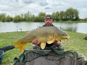 Common Carp
