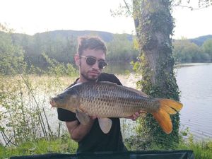 Common Carp