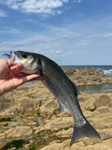 European Bass (Seabass)