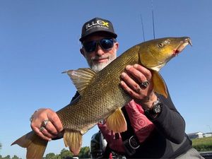 Barbel