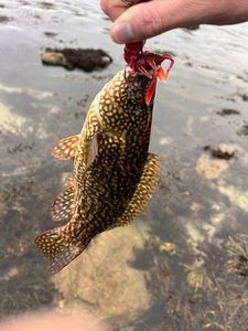 Ballan Wrasse