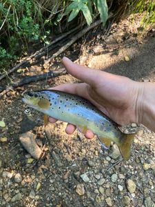 Brown Trout