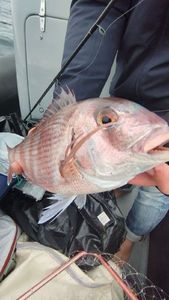 Redbanded Seabream