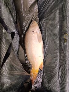 Leather Carp