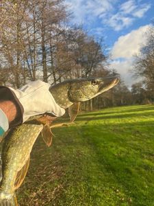 Northern Pike