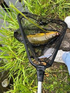 Tench