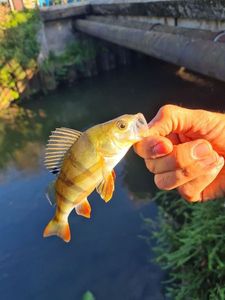 European Perch